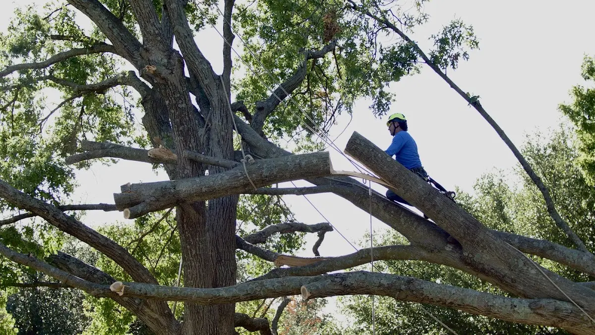Professional Crown Thinning performed by certified arborists in Buckingham