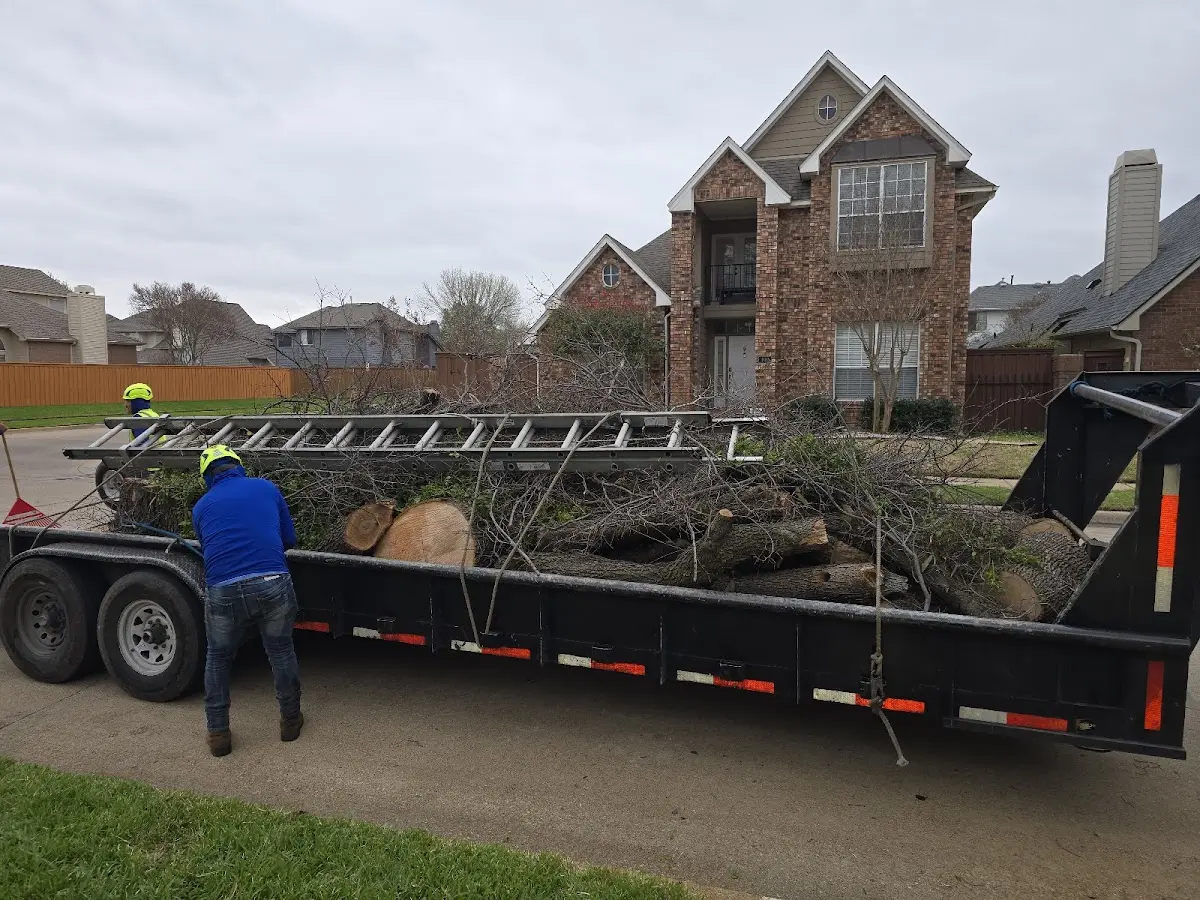 Expert Tree Pest Control with proper safety equipment in Buckingham